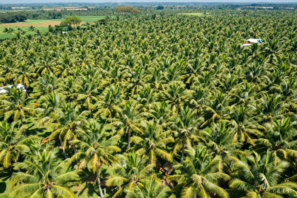 Pertanian Lestari di Malaysia: Bagaimana Produk Sampingan Kelapa Mengurangkan Sisa